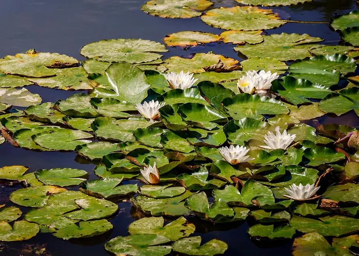Farma Biologico Autosufficienza Bagno di Romagna