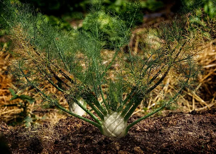 Biologico Autosufficienza