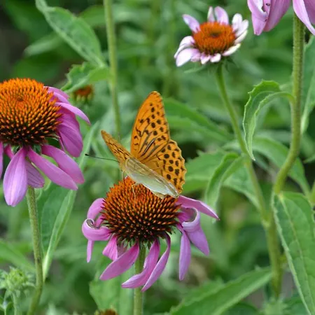 农家乐 Biologico Autosufficienza *