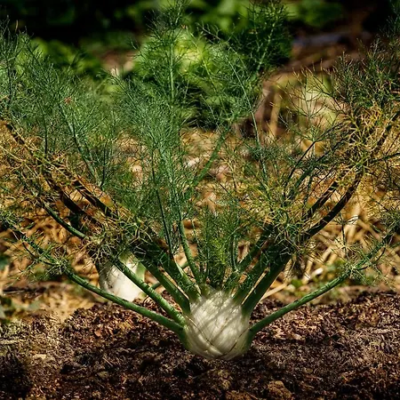 Biologico Autosufficienza