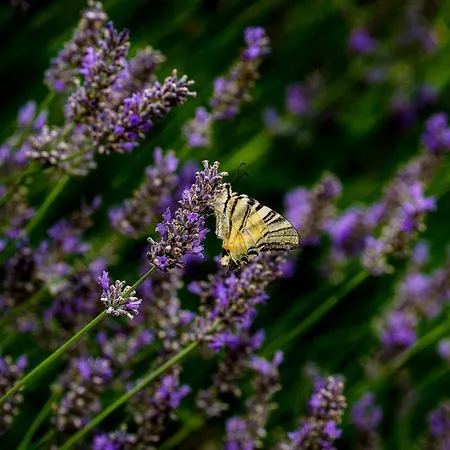 农家乐 Biologico Autosufficienza *