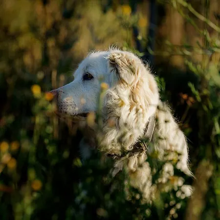 Biologico Autosufficienza 农家乐 巴尼奥迪罗马涅