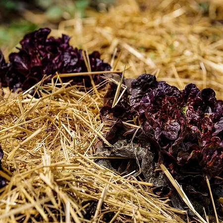 Biologico Autosufficienza 巴尼奥迪罗马涅