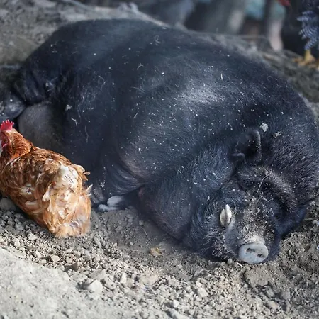 农家乐 Biologico Autosufficienza *