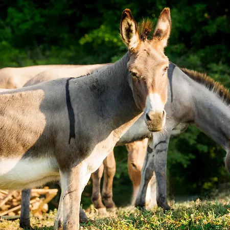 Nocleg ze śniadaniem Biologico Autosufficienza