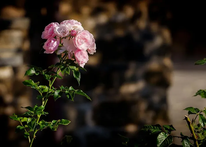 Biologico Autosufficienza *