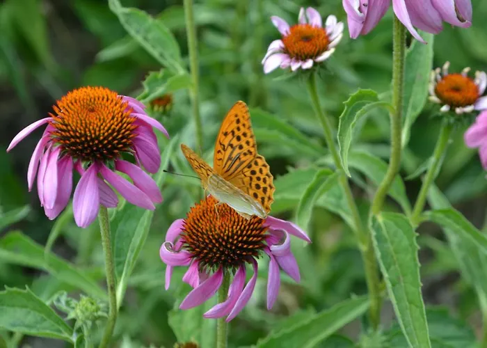 Çiftlik konaklama Biologico Autosufficienza *