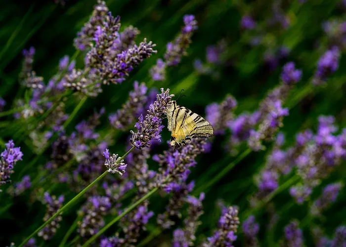 Lantgård Biologico Autosufficienza *