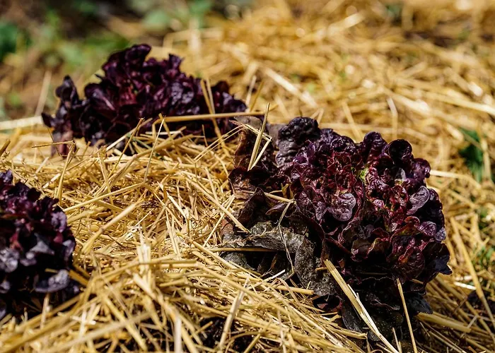 Biologico Autosufficienza בניו די רומניה