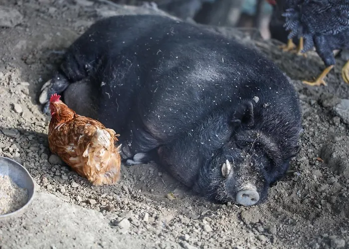 Farm stay Biologico Autosufficienza *